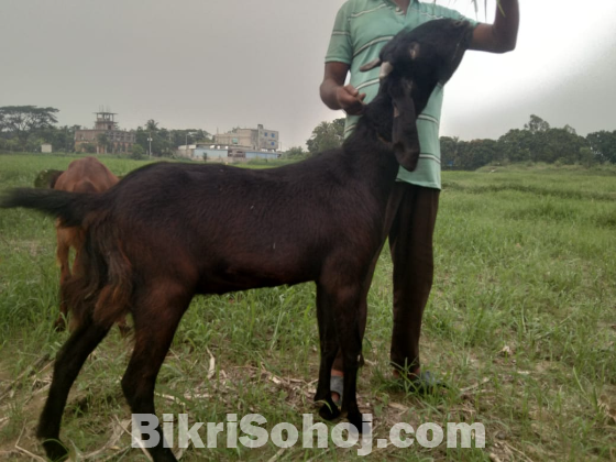 বাড়িতে পালিত কুরবানির জন্য বিভিন্ন সাইজের ছাগল বিক্রি